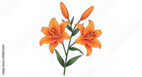Vibrant Orange Lily Flowers Blooming on Green Stems.