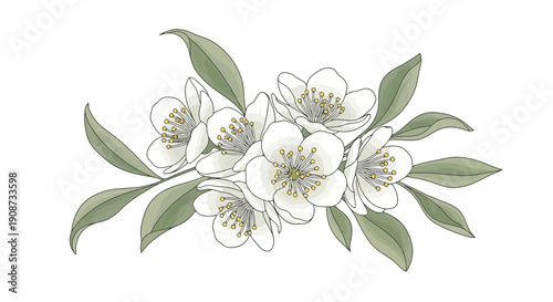 Delicate White Jasmine Flowers with Green Leaves Illustration.
