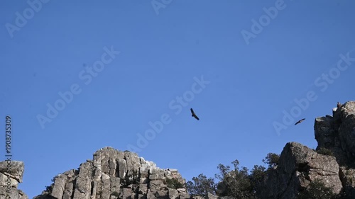 Wallpaper Mural Vultures soaring above rock in Spain Torontodigital.ca