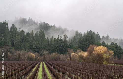 Sonoma County Vineyard in winter with fog rising from the forest.