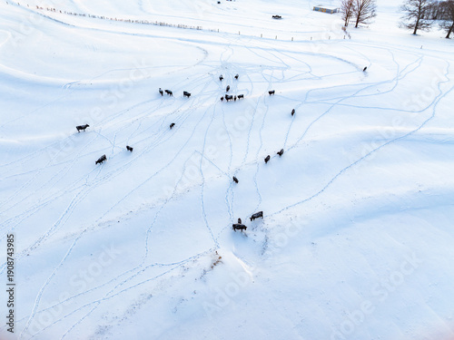 Aerial top down view of cows and their tracks in rural snow covered field