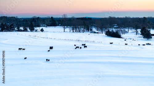 Aerial drone view of cows in a snow covered field during winter sunrise