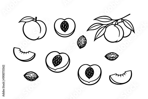 Black and white peach illustrations with leaves and pits