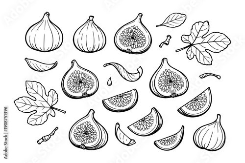 Hand-drawn fig illustrations with leaves and slices