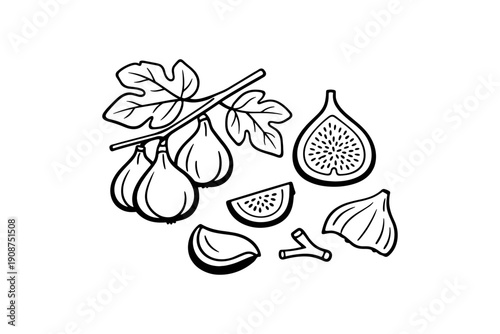 Line art of fig branch with leaves and sliced fruit