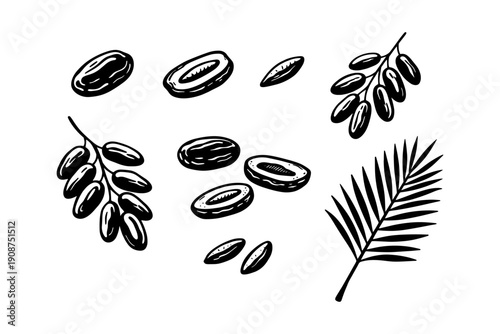 Monochrome sketch of date palm elements: dates, seeds, leaves, branches