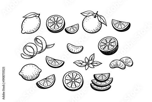 Hand-drawn citrus fruits and slices illustration with leaves