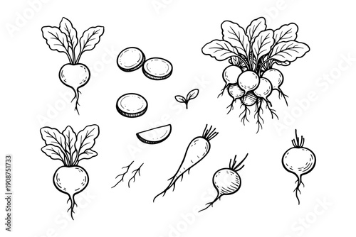 Hand-drawn beetroot illustrations with leaves and slices