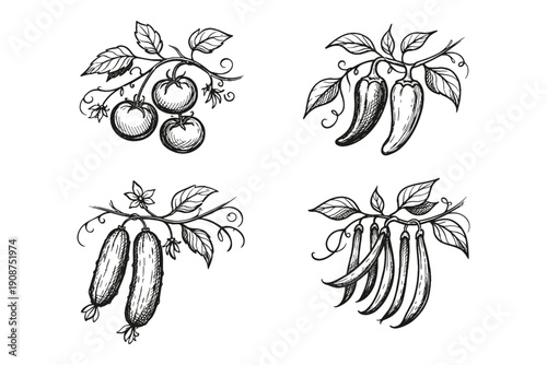 Hand-drawn vegetable illustrations featuring tomatoes, peppers, cucumbers, and beans