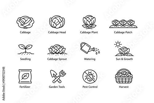 Cabbage growth stages and gardening icons set