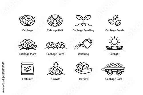 Cabbage growth stages: planting, watering, harvesting icons