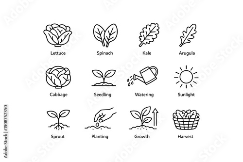Vegetable gardening icons: lettuce, spinach, kale, arugula, cabbage, seedling care