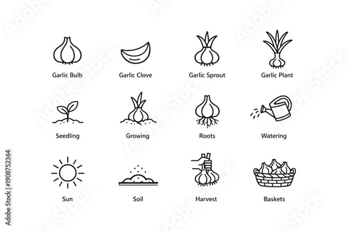 Garlic growth stages: bulb to harvest with sun and soil factors