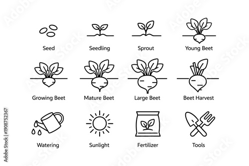 Beetroot growth stages and gardening essentials illustrated