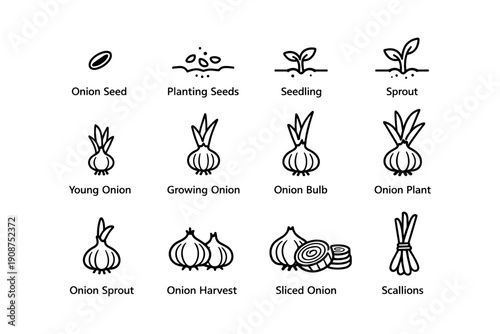 Onion growth stages: seed to scallions illustrated