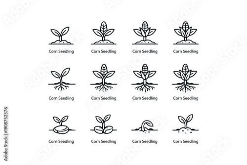 Corn seedling growth stages icons set with sprouting sequence diagrams