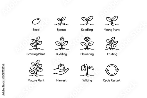 Plant growth cycle stages: seed to cycle restart with icons