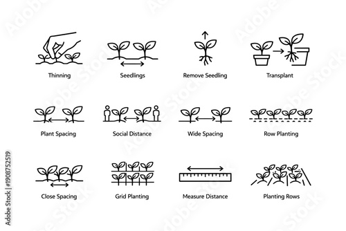 Planting techniques and seedling spacing instructions