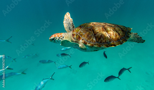 Wallpaper Mural Hawksbill Turtle Face Close-Up with Fish Barbados Torontodigital.ca