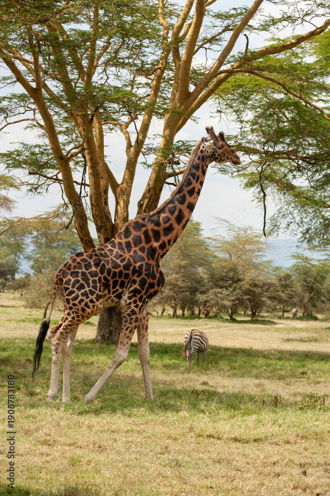Fototapeta premium Rothschild Giraffe in the Lake Nakuru National Park , Kenya