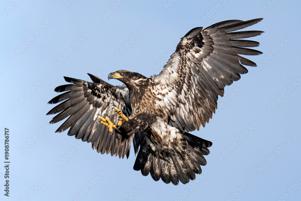 Obraz premium Juvenile Eagle landing in full sunlight