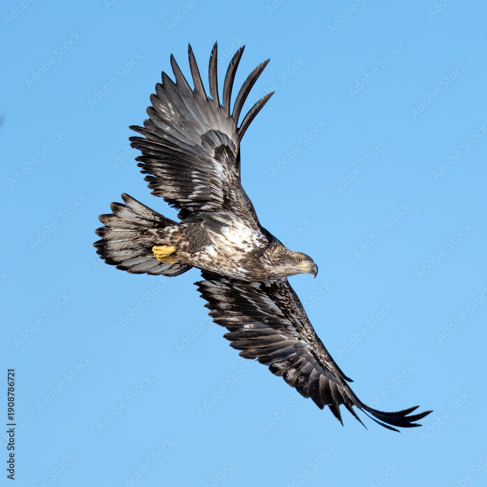 Fototapeta premium Immature Eagle in flight