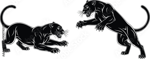 Two black panthers in fighting pose illustration, powerful wild cat silhouettes with aggressive stance, detailed predator artwork isolated on white background for logo, tattoo, mascot