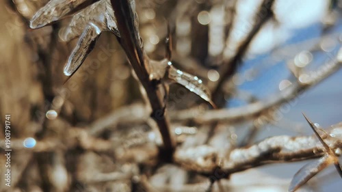A thick layer of ice on plant branches in winter, slow camera movement, 4K