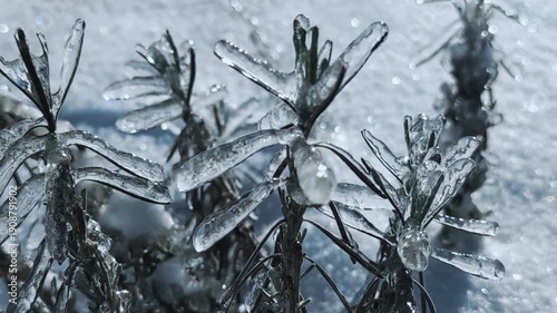 A thick layer of ice on plant branches in winter, slow camera movement, 4K
