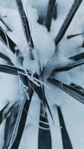 Snow on green branches of plants in winter, slow camera movement, 4K