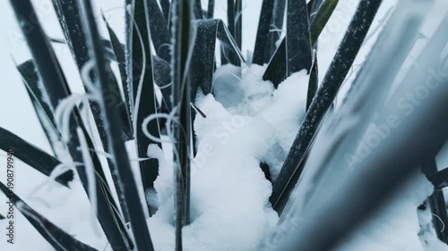 Snow on green branches of plants in winter, slow camera movement, 4K