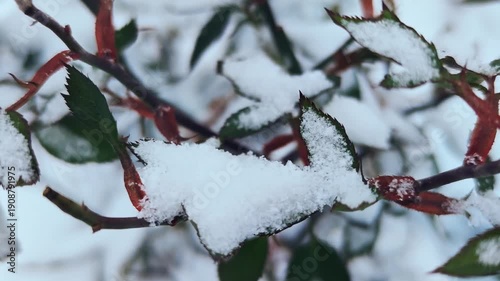 Snow on green branches of plants in winter, slow camera movement, 4K