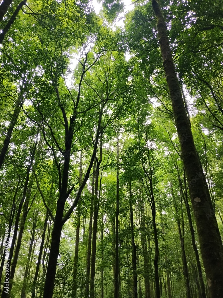 Obraz premium Landscape of forest tree