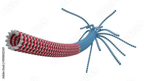 Scientific structure of Microtubule: Minus-End, GDP-Lattice, and GTP-Cap at Plus-End - Accurate cell biology 3D render.
