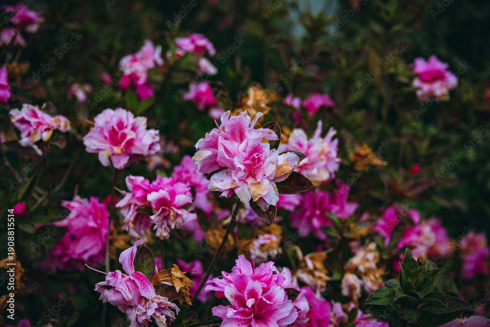 Fototapeta premium Vibrant pink azalea blossoms covering shrubs in winter park landscape