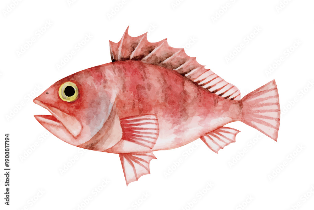 Fototapeta premium ユメカサゴ カサゴ 深海魚 深海生物 水彩 イラスト