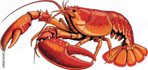 Detailed vibrant lobster illustration featuring red and orange shellfish design perfect for seafood branding, culinary graphics, packaging, menus, and coastal artwork use”