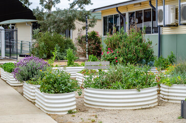 Raised metal garden beds with plants and flowers in an outdoor learning area at an Australian primary school yard. Environmental education, school gardening program and nurturing campus environment.