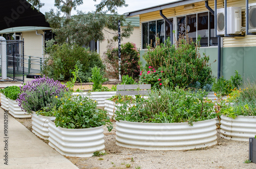 Billede på lærred Raised metal garden beds with plants and flowers in an outdoor learning area at an Australian primary school yard
