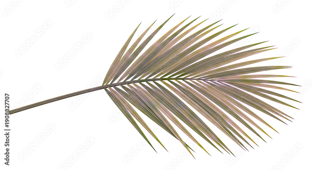 Fototapeta premium Green Palm Frond