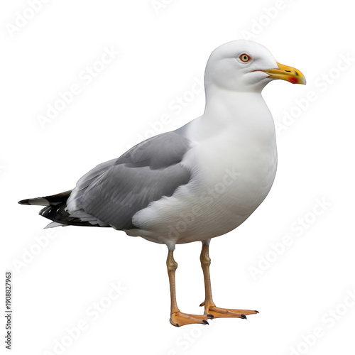 A realistic seagull with white and gray feathers standing on one leg isolated on transparent background