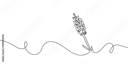 Continuous line drawing of lavender flowers. single line vector illustration Editable stroke.