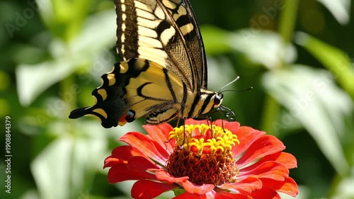 Butterfly on red flower in garden.