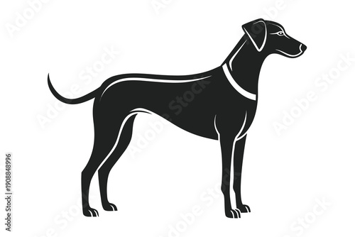 black dog isolated on white