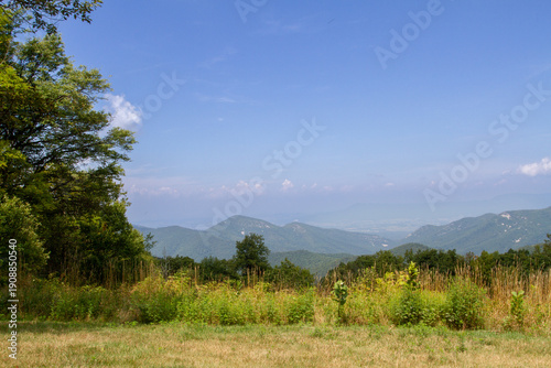 roadside view of blue ridge mountains and a clear blue sky with native grasses and plants growing on the side of the street