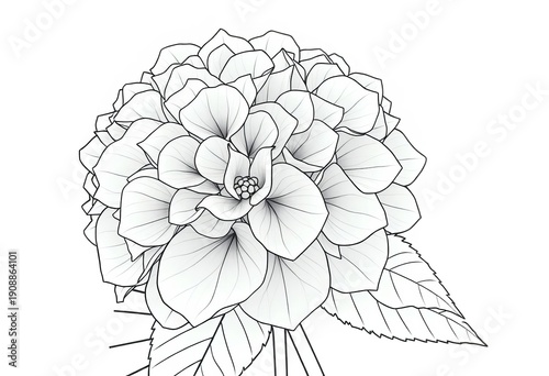 Elegant line art drawing of a hydrangea flower, showcasing delicate petals and leaves, plant, botanical illustration