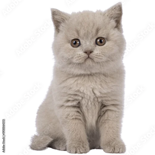 Fototapeta British Shorthair cat kitten on transparent background