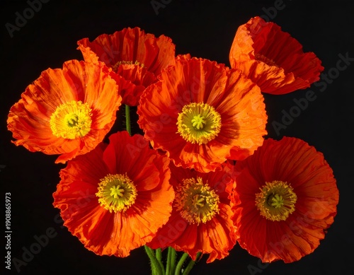 Vibrant orange flowers with yellow centers on black