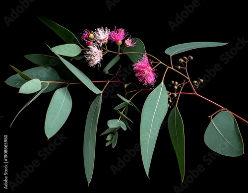 Delicate pink blossoms on a eucalyptus branch against black