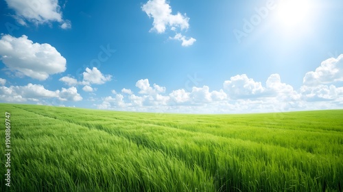 A vast green field of young crops sways gently under a bright blue sky.